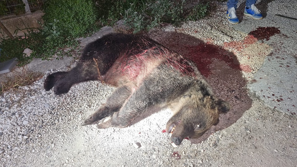Uccisa a fucilate l'orsa Amarena, scomparsi i suoi due cuccioli 
