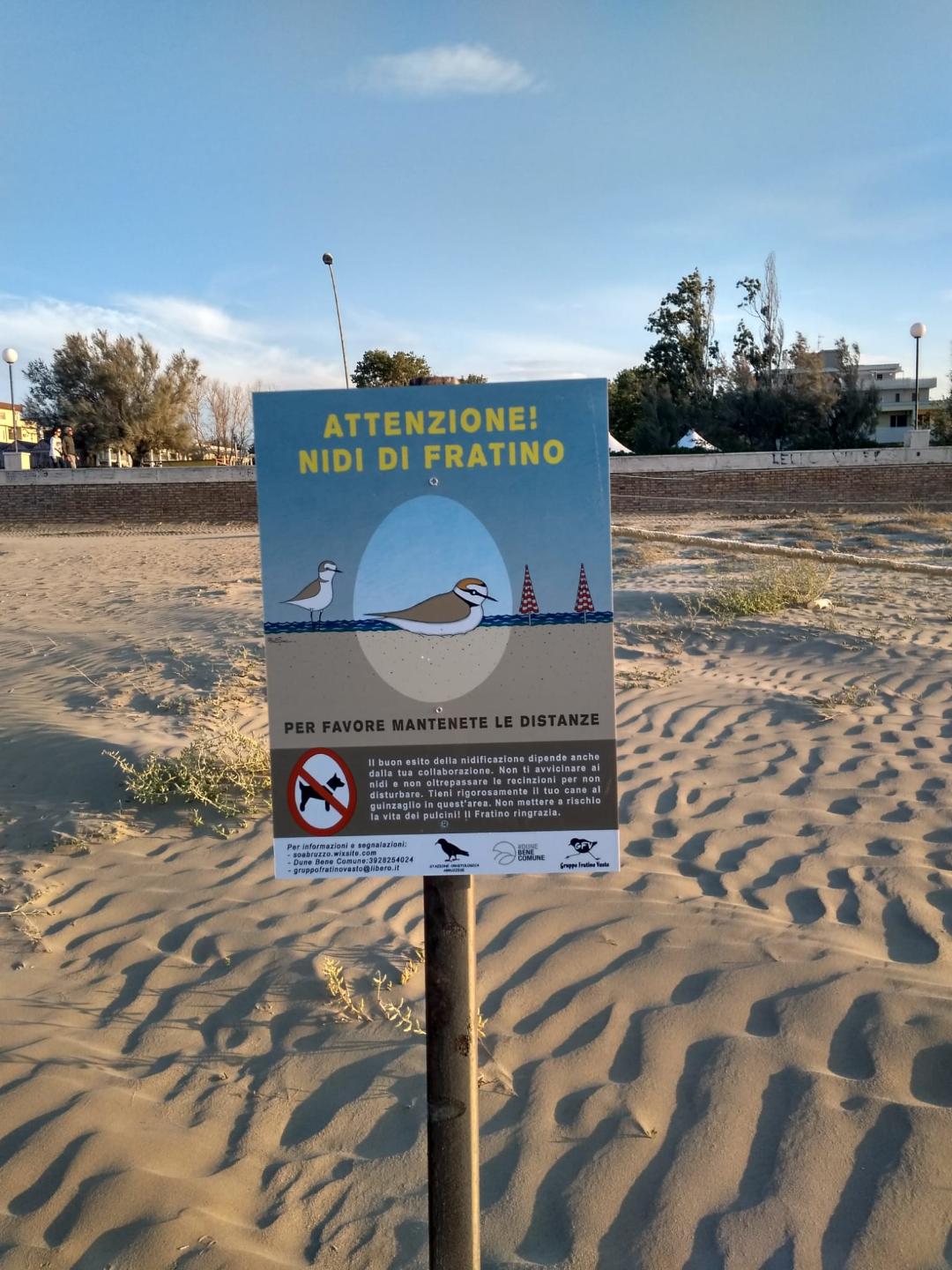 San Salvo, il Comune recinta un'area in spiaggia per tutelare la nidificazione del fratino 