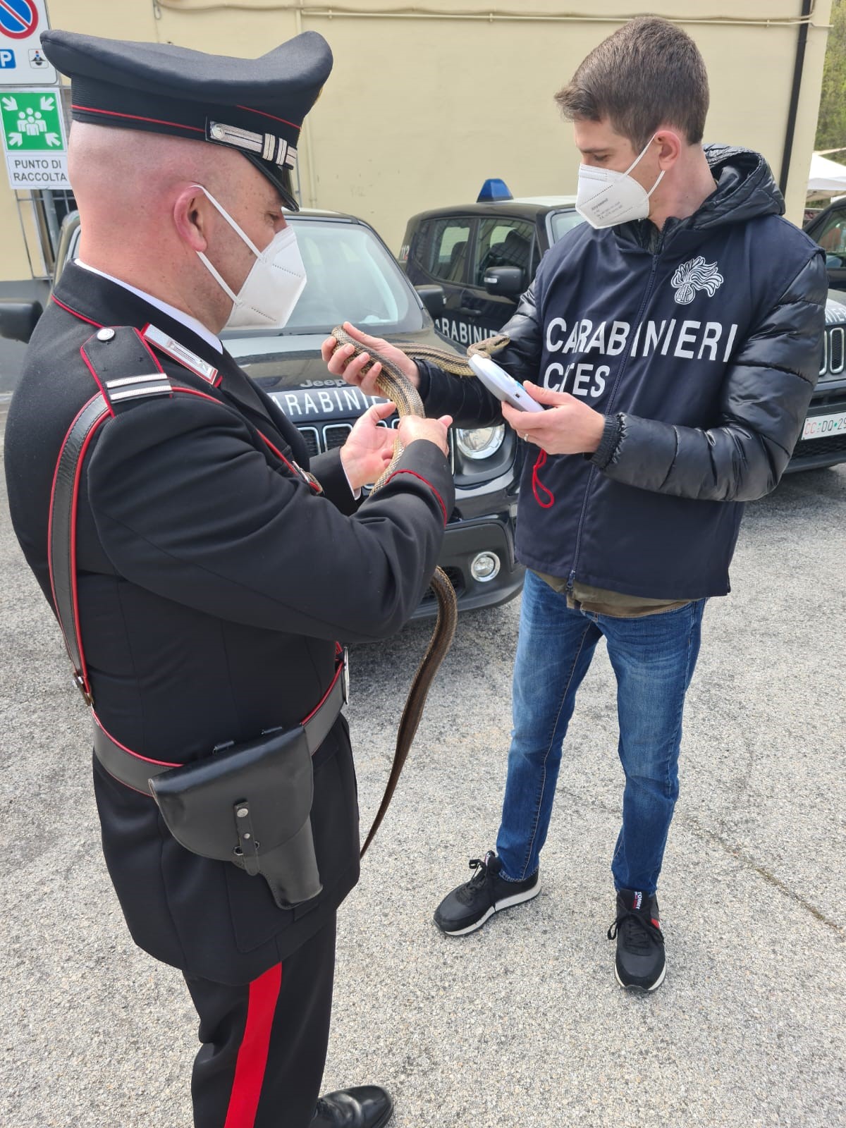 Cocullo, controlli dei Carabinieri al tradizionale rito dei Serpari per verificare cura degli animali