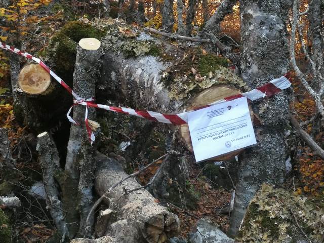 Tagliava legna senza autorizzazione all’interno del PNALM. Denunciato dai Guardiaparco.