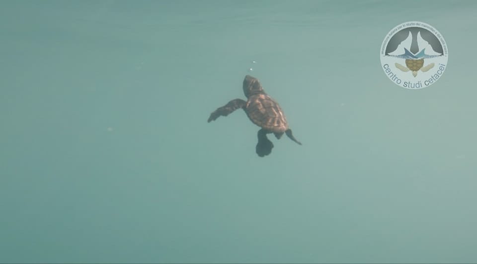72 tartarughe Caretta Caretta nate in Abruzzo, Attività coordinate da Centro studi cetacei Area Marina Cerrano