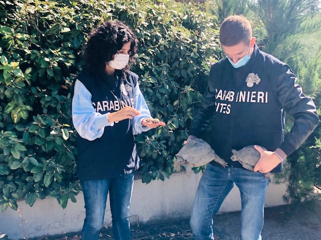 Il Nucleo Carabinieri Cites di Pescara sequestra tartarughe detenute illecitamente