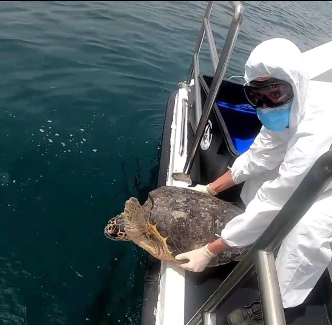 Pescara, tornano in mare 4 tartarughe liberate stamane dalla Capitaneria di Porto