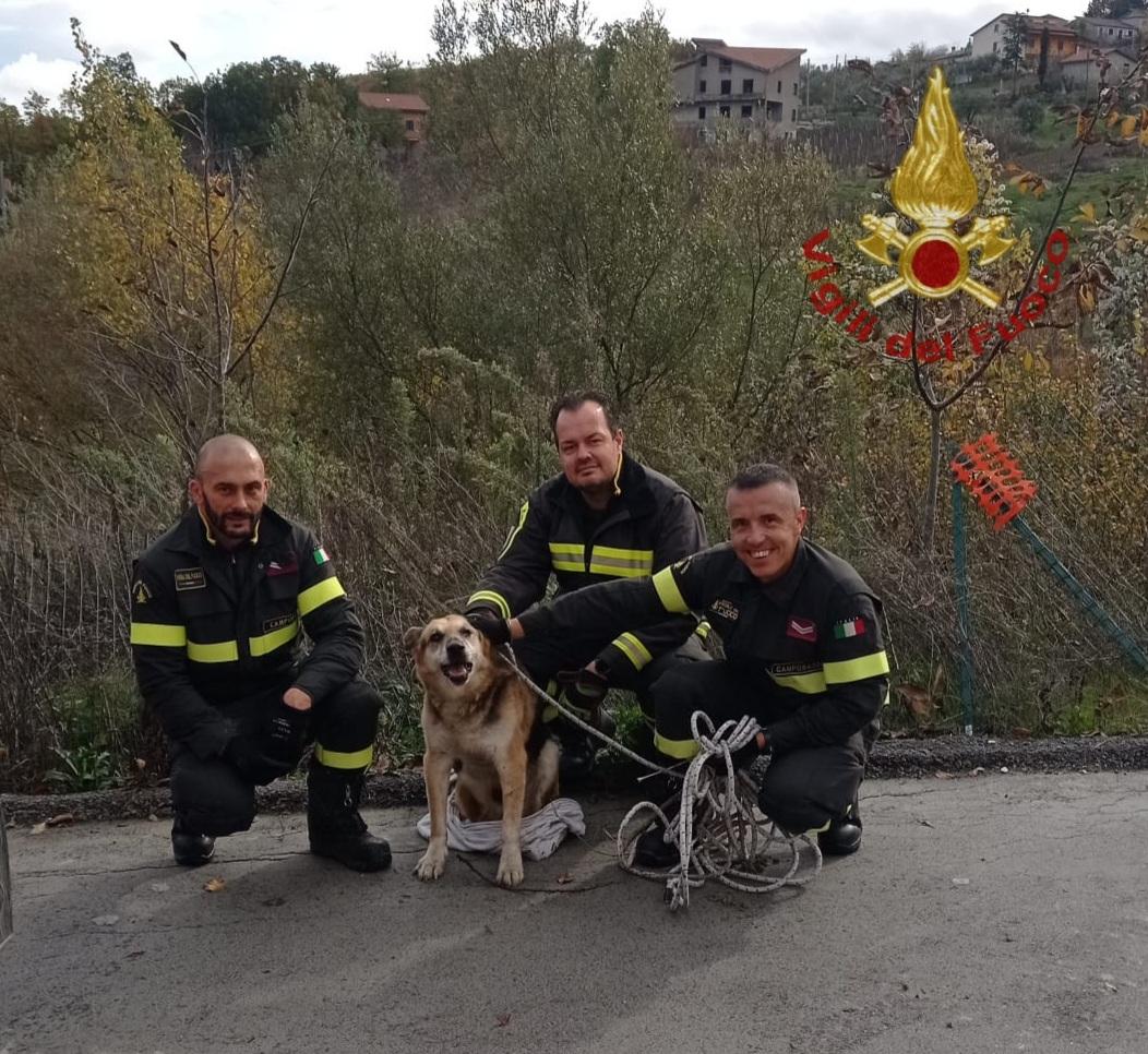 Cane anziano cade in un dirupo, salvato dai Vigili del Fuoco di Campobasso
