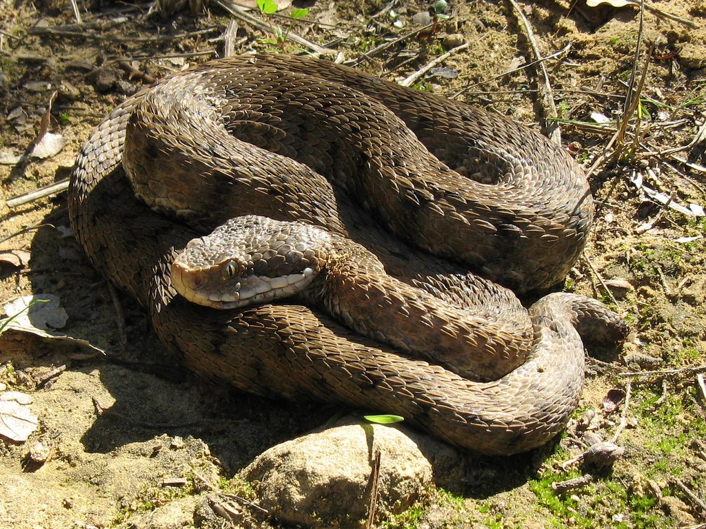 Ecco cosa fare se incontri una vipera, mini guida del Dipartimento Prevenzione